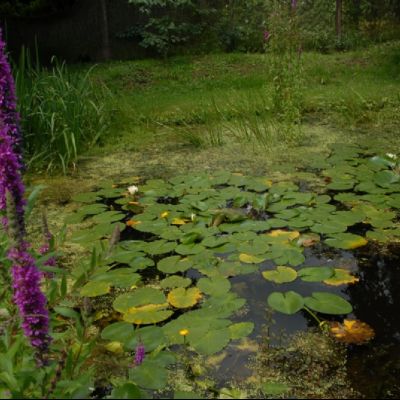 Lily Pads at Knowle Green